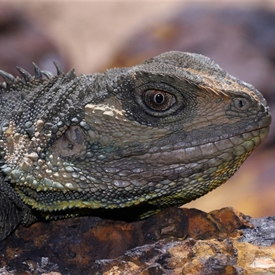Intellagama lesueurii howittii (Gippsland Water Dragon) at Acton, ACT - 21 Sep 2025 by TimL