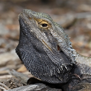 Pogona barbata (Eastern Bearded Dragon) at Acton, ACT - 21 Sep 2025 by TimL