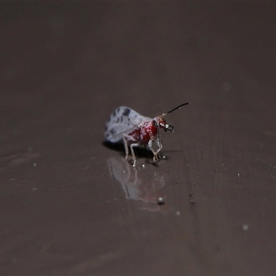 Heteroconis (genus) at Acton, ACT - 21 Sep 2025 by TimL