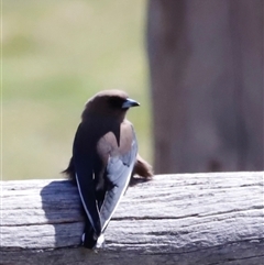 Artamus cyanopterus (Dusky Woodswallow) at Rendezvous Creek, ACT - 20 Sep 2025 by JimL