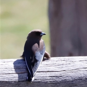 Artamus cyanopterus (Dusky Woodswallow) at Rendezvous Creek, ACT - 20 Sep 2025 by JimL