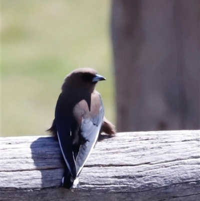 Artamus cyanopterus (Dusky Woodswallow) at Rendezvous Creek, ACT - 20 Sep 2025 by JimL