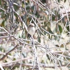 Microeca fascinans (Jacky Winter) at Rendezvous Creek, ACT - 20 Sep 2025 by JimL