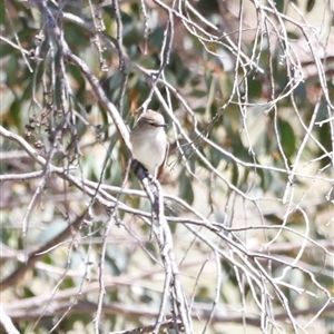 Microeca fascinans (Jacky Winter) at Rendezvous Creek, ACT - 20 Sep 2025 by JimL