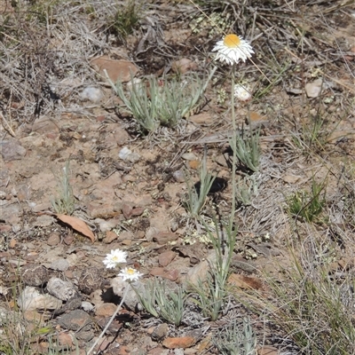 Leucochrysum albicans subsp. tricolor (Hoary Sunray) at Pialligo, ACT - 26 Oct 2024 by MichaelBedingfield