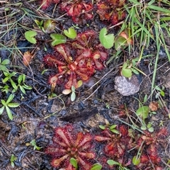 Drosera spatulata (Common Sundew) at Bundanoon, NSW - 20 Sep 2025 by Aussiegall