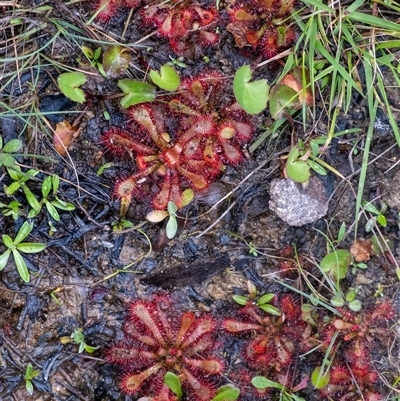 Drosera spatulata (Common Sundew) at Bundanoon, NSW - 20 Sep 2025 by Aussiegall