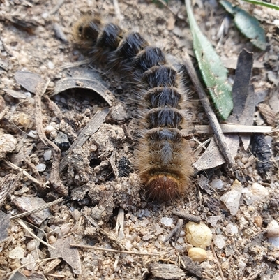 Pterolocera (genus) (Antheliid moth) at  - suppressed by Aussiegall
