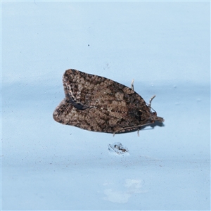 Capua intractana (A Tortricid moth) at Turner, ACT - 21 Sep 2025 by ConBoekel