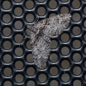 Phrissogonus laticostata (Apple looper moth) at Turner, ACT - 21 Sep 2025 by ConBoekel