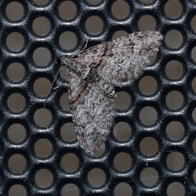 Phrissogonus laticostata (Apple looper moth) at Turner, ACT - 21 Sep 2025 by ConBoekel