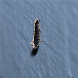Monopis ethelella (Dead Sheep's Moth) at Turner, ACT - 21 Sep 2025 by ConBoekel