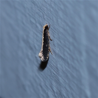 Monopis ethelella (Dead Sheep's Moth) at Turner, ACT - 21 Sep 2025 by ConBoekel