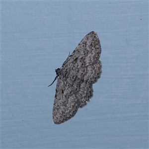 Psilosticha absorpta (Fine-waved Bark Moth) at Turner, ACT - 21 Sep 2025 by ConBoekel