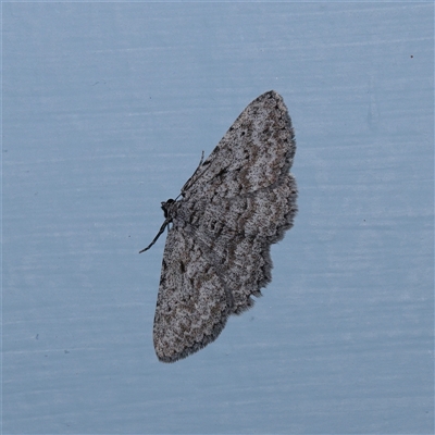 Psilosticha absorpta (Fine-waved Bark Moth) at Turner, ACT - 21 Sep 2025 by ConBoekel