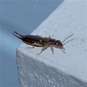 Forficula auricularia (European Earwig) at Turner, ACT - 21 Sep 2025 by ConBoekel