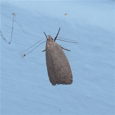 Chezala privatella (A Concealer moth) at Turner, ACT - 21 Sep 2025 by ConBoekel