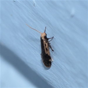 Tineoidea (superfamily) (Clothes and Bag moths, and close relatives) at Turner, ACT - 21 Sep 2025 by ConBoekel