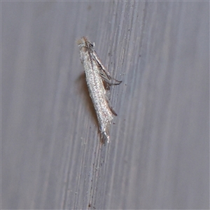 Bedellia somnulentella (Sweet Potato Leaf Miner) at Turner, ACT - 21 Sep 2025 by ConBoekel