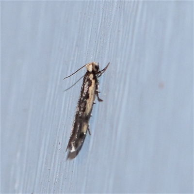 Tineoidea (superfamily) (Clothes and Bag moths, and close relatives) at Turner, ACT - 21 Sep 2025 by ConBoekel