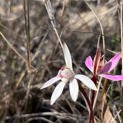Caladenia fuscata (Dusky Fingers) at Conder, ACT - 7 Sep 2025 by Shazw