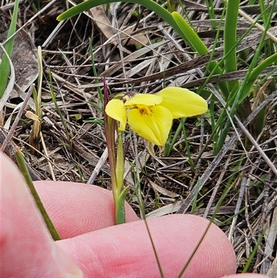 Diuris chryseopsis (Golden Moth) at Whitlam, ACT - 20 Sep 2025 by sangio7