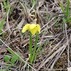 Diuris chryseopsis at Whitlam, ACT - suppressed