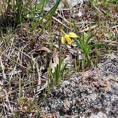 Diuris chryseopsis (Golden Moth) at Whitlam, ACT - 20 Sep 2025 by sangio7
