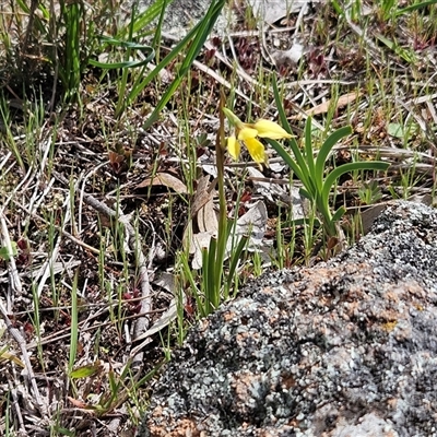 Diuris chryseopsis (Golden Moth) at Whitlam, ACT - 20 Sep 2025 by sangio7
