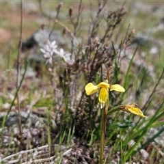 Diuris chryseopsis at Whitlam, ACT - suppressed