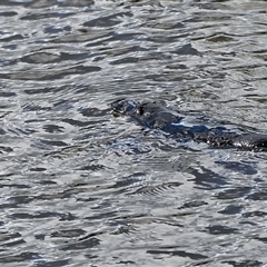 Ornithorhynchus anatinus (Platypus) at Burradoo, NSW - 20 Sep 2025 by Freebird