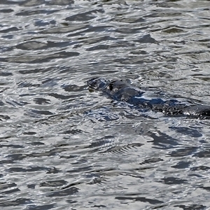 Ornithorhynchus anatinus (Platypus) at Burradoo, NSW - 20 Sep 2025 by Freebird