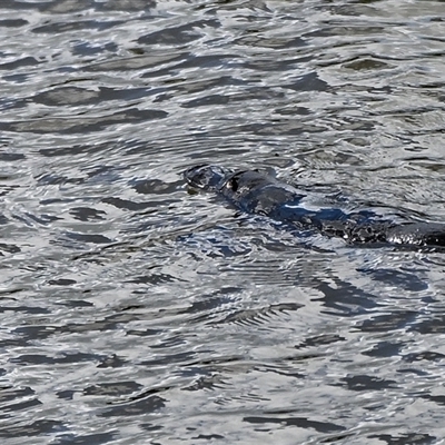 Ornithorhynchus anatinus (Platypus) at Burradoo, NSW - 20 Sep 2025 by Freebird
