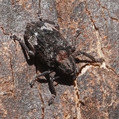 Oxyops fasciatus (A weevil) at Hall, ACT - 22 Aug 2025 by Anna123