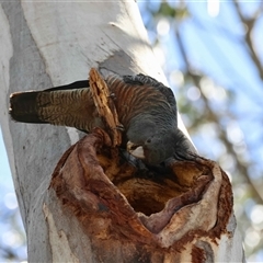 Callocephalon fimbriatum (identifiable birds) (Gang-gang Cockatoo (named birds)) at Hughes, ACT - 18 Sep 2025 by LisaH