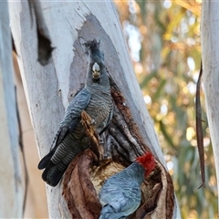 Callocephalon fimbriatum (identifiable birds) (Gang-gang Cockatoo (named birds)) at Hughes, ACT - 7 Sep 2025 by LisaH