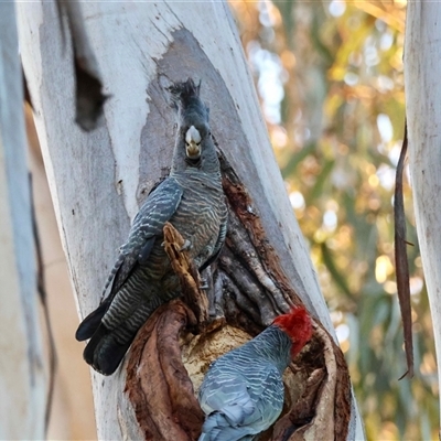 Callocephalon fimbriatum (identifiable birds) (Gang-gang Cockatoo (named birds)) at Hughes, ACT - 7 Sep 2025 by LisaH