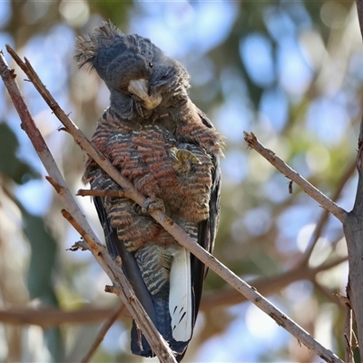Callocephalon fimbriatum (identifiable birds) (Gang-gang Cockatoo (named birds)) at Hughes, ACT - 18 Sep 2025 by LisaH