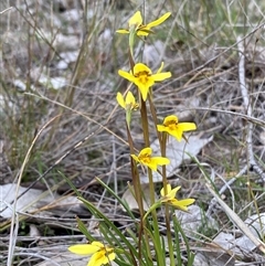 Diuris chryseopsis (Golden Moth) at Kambah, ACT - 19 Sep 2025 by Shazw
