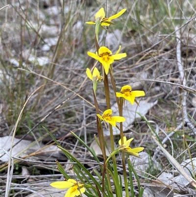 Diuris chryseopsis (Golden Moth) at Kambah, ACT - 19 Sep 2025 by Shazw