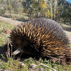 Tachyglossus aculeatus (Short-beaked Echidna) at Pearce, ACT - 17 Sep 2025 by Shazw