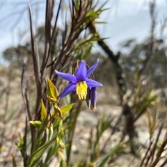 Stypandra glauca (Nodding Blue Lily) at Conder, ACT - 7 Sep 2025 by Shazw