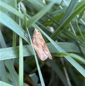 Epiphyas ashworthana (Ashworth's Tortrix) at Lyons, ACT - 22 Sep 2025 by ran452