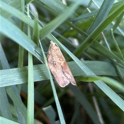 Epiphyas ashworthana (Ashworth's Tortrix) at Lyons, ACT - 22 Sep 2025 by ran452