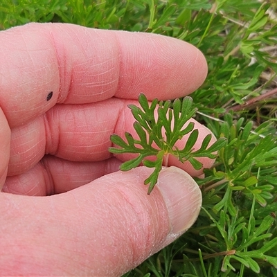 Geranium retrorsum at Whitlam, ACT - 27 Sep 2025 by sangio7