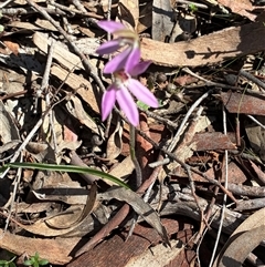 Caladenia fuscata (Dusky Fingers) at Kaleen, ACT - 22 Sep 2025 by Jenny54