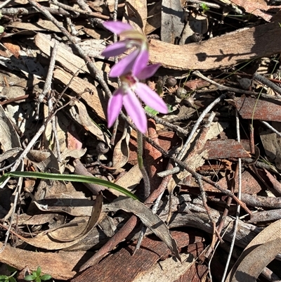 Caladenia fuscata (Dusky Fingers) at Kaleen, ACT - 22 Sep 2025 by Jenny54