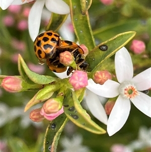 Harmonia conformis (Common Spotted Ladybird) at Canyonleigh, NSW - 21 Sep 2025 by blacksheep