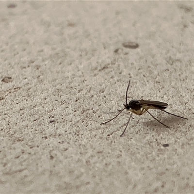 Cecidomyiidae (family) (Gall gnat) at Canyonleigh, NSW - 21 Sep 2025 by blacksheep