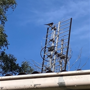 Hirundo neoxena (Welcome Swallow) at Canyonleigh, NSW - 21 Sep 2025 by blacksheep